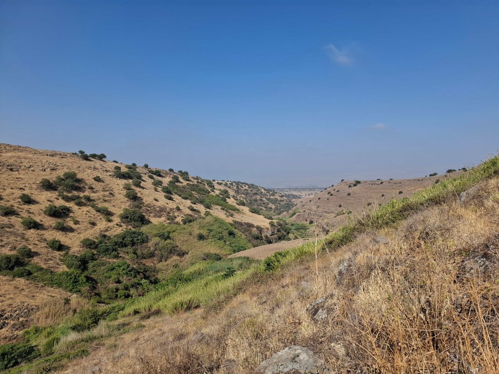דרור עמיצור